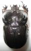 Archophanes cratericollis